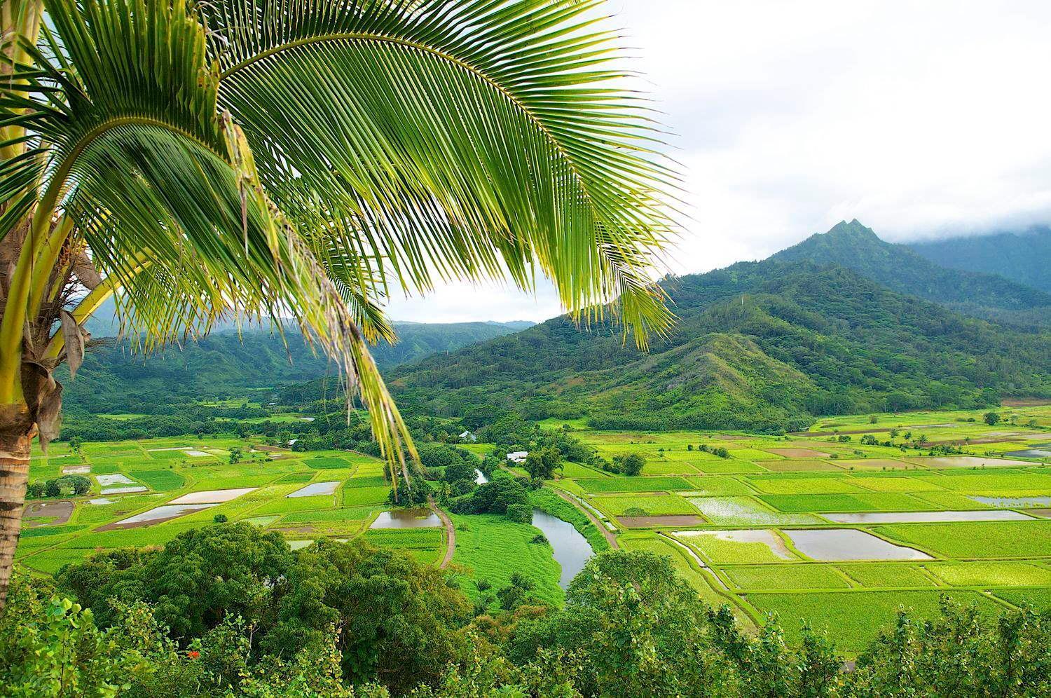 Waipouli Beach Resort Penthouse Beautiful Oceanview Aloha! Ac Pool Kapa'a Exteriör bild